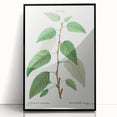 Neoclassical Balsam Poplar Print - Botanical Art from French Illustration