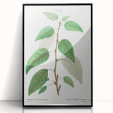 Neoclassical Balsam Poplar Print - Botanical Art from French Illustration