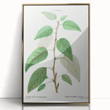 Neoclassical Balsam Poplar Print - Botanical Art from French Illustration