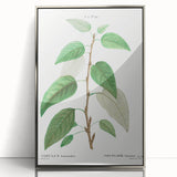 Neoclassical Balsam Poplar Print - Botanical Art from French Illustration