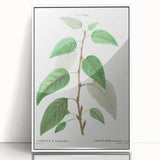 Neoclassical Balsam Poplar Print - Botanical Art from French Illustration