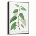 Neoclassical Balsam Poplar Print - Botanical Art from French Illustration