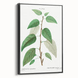Neoclassical Balsam Poplar Print - Botanical Art from French Illustration