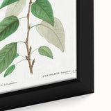 Neoclassical Balsam Poplar Print - Botanical Art from French Illustration