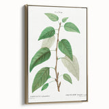 Neoclassical Balsam Poplar Print - Botanical Art from French Illustration