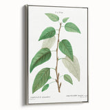 Neoclassical Balsam Poplar Print - Botanical Art from French Illustration