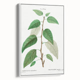 Neoclassical Balsam Poplar Print - Botanical Art from French Illustration