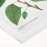 Neoclassical Balsam Poplar Print - Botanical Art from French Illustration