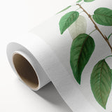 Neoclassical Balsam Poplar Print - Botanical Art from French Illustration