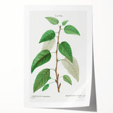 Neoclassical Balsam Poplar Print - Botanical Art from French Illustration