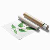 Neoclassical Balsam Poplar Print - Botanical Art from French Illustration