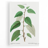 Neoclassical Balsam Poplar Print - Botanical Art from French Illustration
