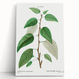 Neoclassical Balsam Poplar Print - Botanical Art from French Illustration