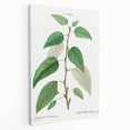 Neoclassical Balsam Poplar Print - Botanical Art from French Illustration