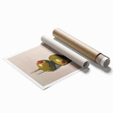 Extra large rolled print featuring an assortment of colorful fruits on a white background.
