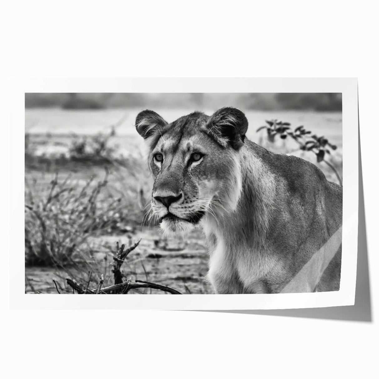 Extra large rolled print of a vibrant African landscape in muted earth tones, ideal for dining room wall art.