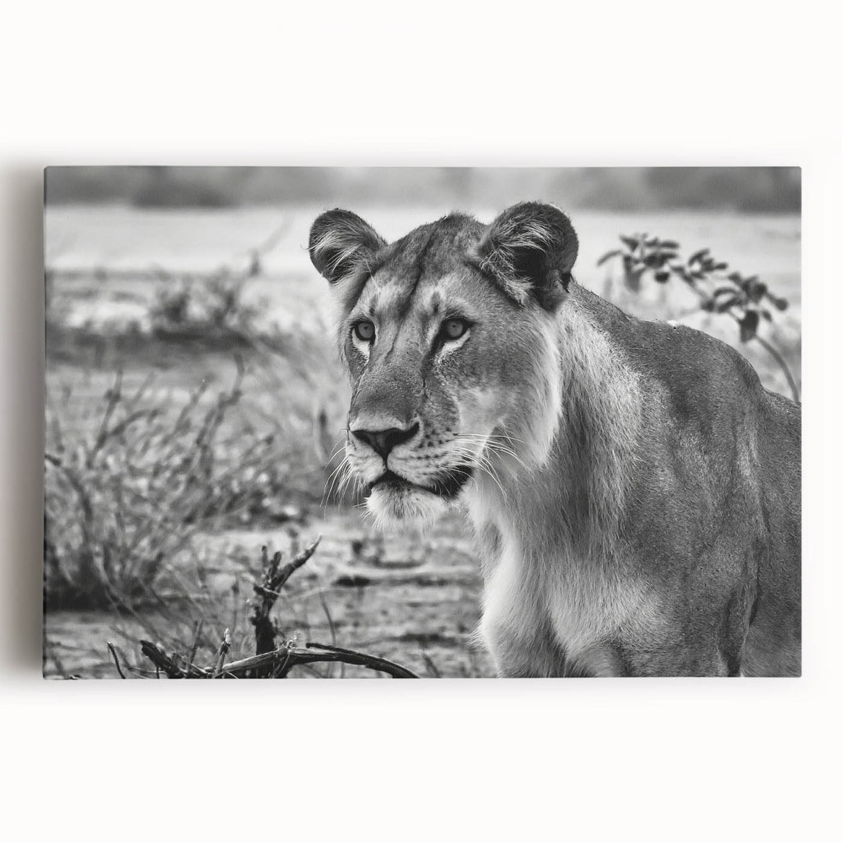 Large black and white wall art on stretched canvas featuring an African savannah scene, ideal for kitchen art.
