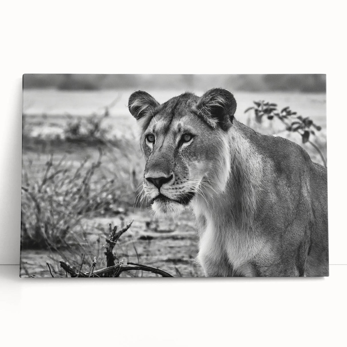 Black and white photo of an African savannah on stretched canvas, ideal for kitchen wall art or bedroom decor.