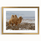 Extra large abstract art print depicting a textured Mongolian landscape in earth tones, framed in gold.