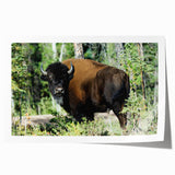 Extra large rolled print featuring a serene Northwest Territories landscape in muted green and blue tones.