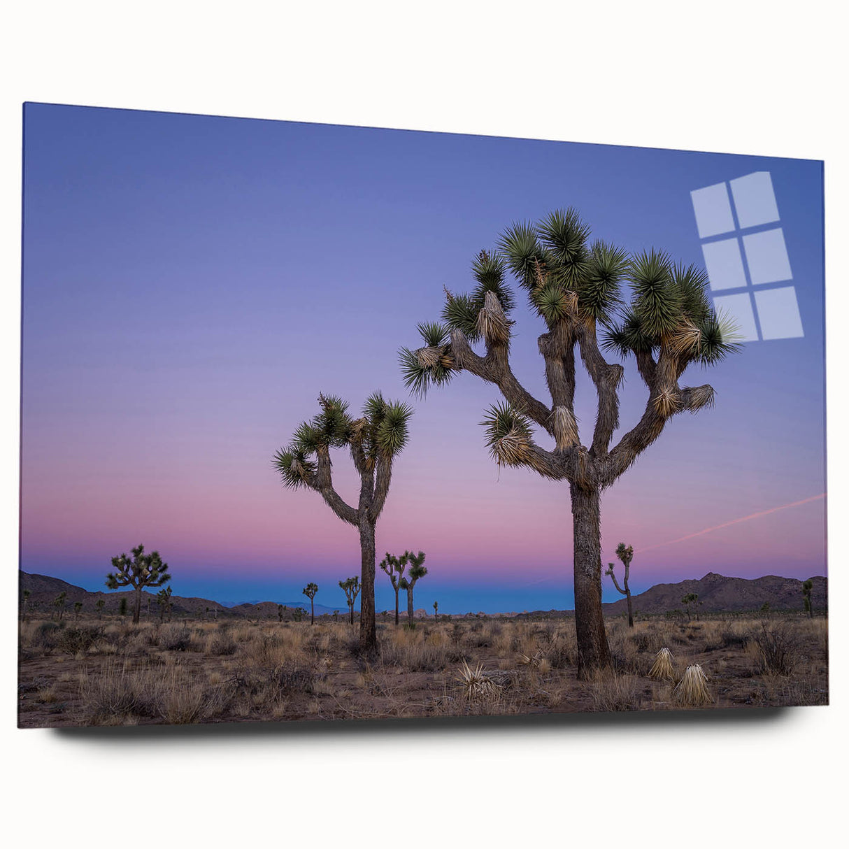 Acrylic print of a Joshua Tree in California, with muted earth tones, ideal for bedroom or dining room art.