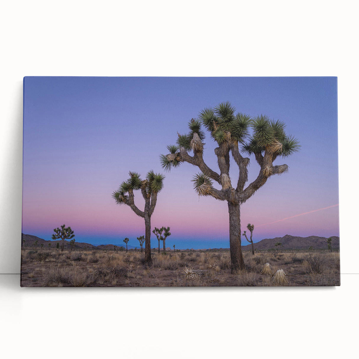 Black and white photograph of Joshua Tree on stretched canvas, ideal for kitchen wall art or bedroom ambiance.