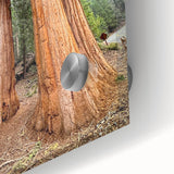Large acrylic print of a sequoia forest in muted green and brown tones, ideal for bedroom or dining room art.