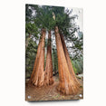 Acrylic print of a Sequoia forest in California, with rich green tones, ideal for dining room décor.