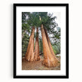 Extra large framed wall art of abstract California sequoia in textured, colorful strokes, ideal for living room decor.