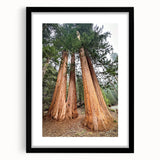 Extra large framed wall art of abstract California sequoia in textured, colorful strokes, ideal for living room decor.