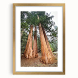 Extra large abstract art print of a textured California sequoia landscape in a gold frame, ideal for living room decor.