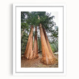 Abstract art print of a California sequoia in muted green and brown tones on a framed white canvas.