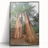Mid-century modernist art depicting California's Sequoia trees on a silver-framed acrylic print.