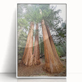 Acrylic print of a California sequoia landscape in muted earth tones, framed in white, suitable for modern art wall decor.