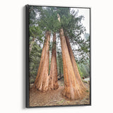 Black and white framed canvas of a vintage-style Sequoia landscape, ideal for bedroom wall decor.