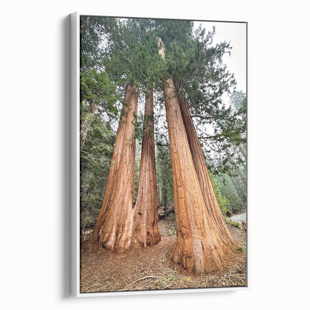 Vintage poster art featuring a California Sequoia landscape in vibrant colors on a framed canvas.