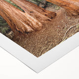 Art deco poster of California's Sequoia trees in earthy green tones, printed on rolled canvas.