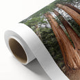 Art deco poster of California's Sequoia trees in muted green and brown tones on rolled canvas, ideal for nursery wall art.