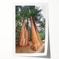 Extra large wall art of California's Sequoia trees on a rolled print, featuring natural green and brown tones.