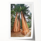 Extra large wall art of California's Sequoia trees on a rolled print, featuring natural green and brown tones.