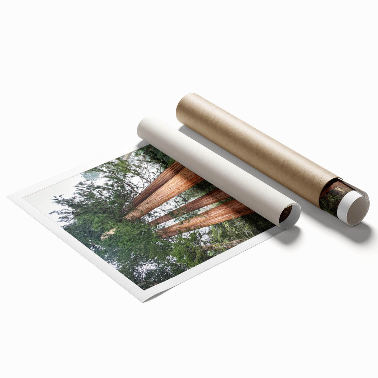 Extra large rolled print of a Sequoia forest with muted green and brown tones, ideal for classy bathroom wall art.
