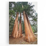Large black and white photo of California's Sequoia trees on stretched canvas, ideal for kitchen wall art.
