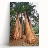 Black and white photo of California sequoias on stretched canvas, suitable as kitchen wall art or for bedroom.