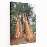 Large canvas print of a California sequoia landscape in natural green and brown tones, suitable for kitchen wall art.