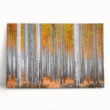 Black and white photograph of Aspen trees on stretched canvas, suitable as large kitchen or bedroom wall art.