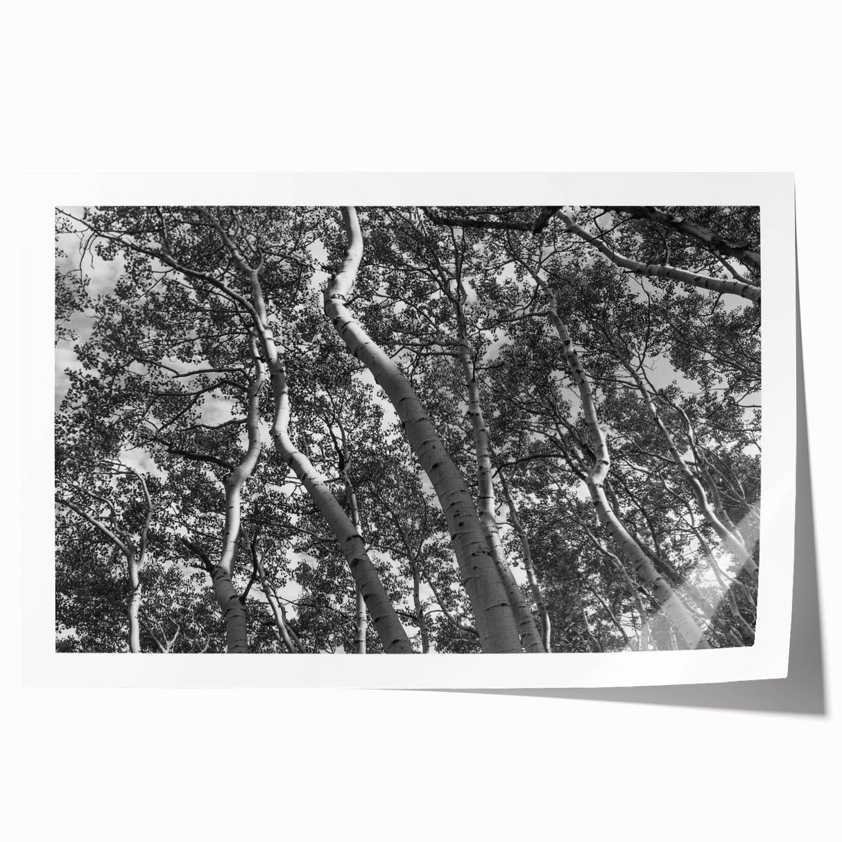 Rolled print of Telluride, Colorado scenery in muted earth tones, ideal for art wall dining room.