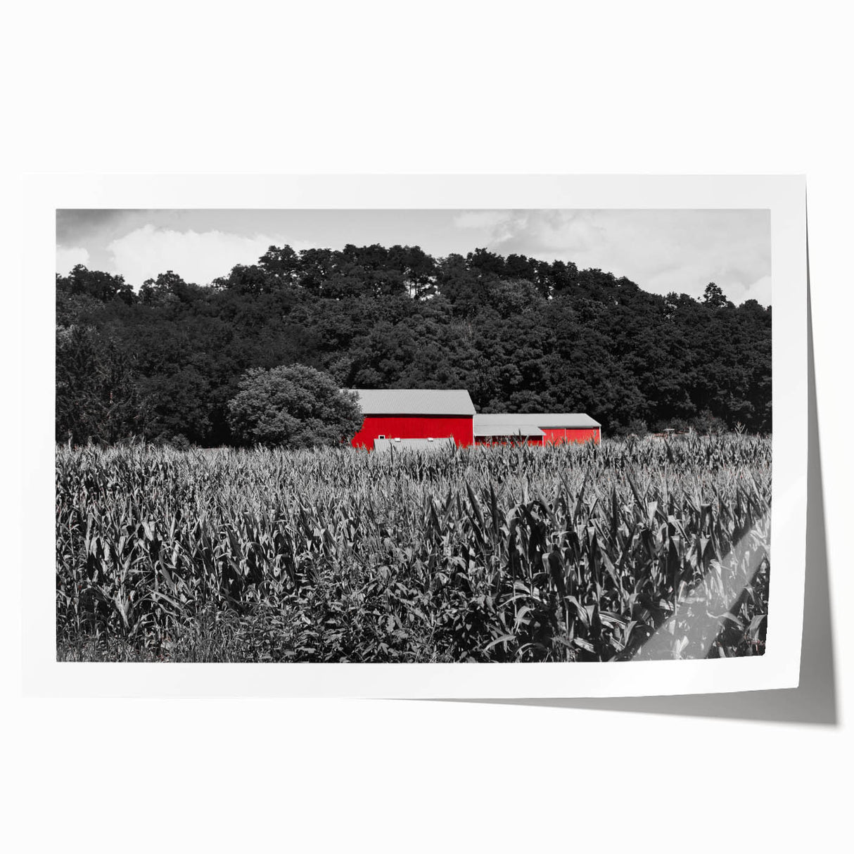 Extra large rolled print of Iowa scenery with vibrant green fields and blue skies, ideal for dining room wall art.