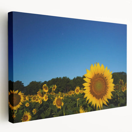 Raleigh skyline depicted in muted earth tones on a large stretched canvas, suitable for kitchen wall art.