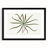 Romanticism Art: "Aralia Veitchii Leaf" by Alexander Lydon