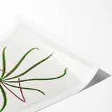 Romanticism Art: "Aralia Veitchii Leaf" by Alexander Lydon